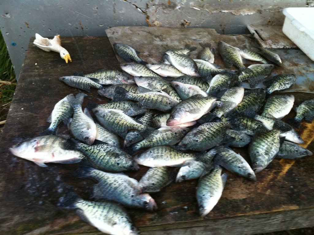 Picture posted by Crappie Predator